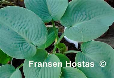 Hosta Heart Throb